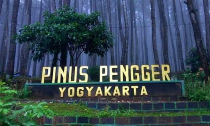 Hutan Pinus Pengger | Foto, Daya Tarik, HTM, dan Rute